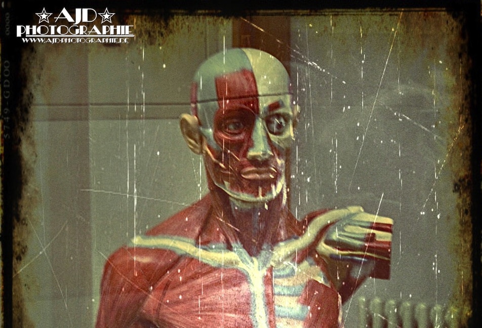 Anatomy in plastic 2