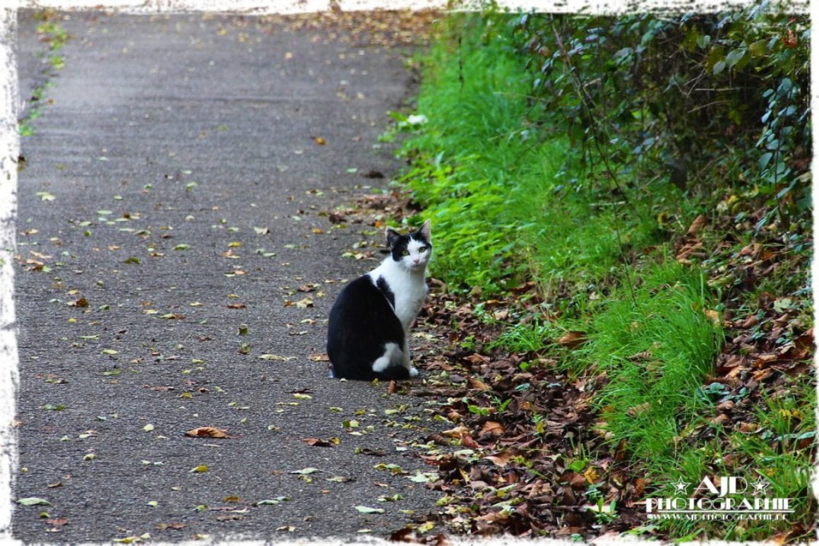Katzencontent 2011