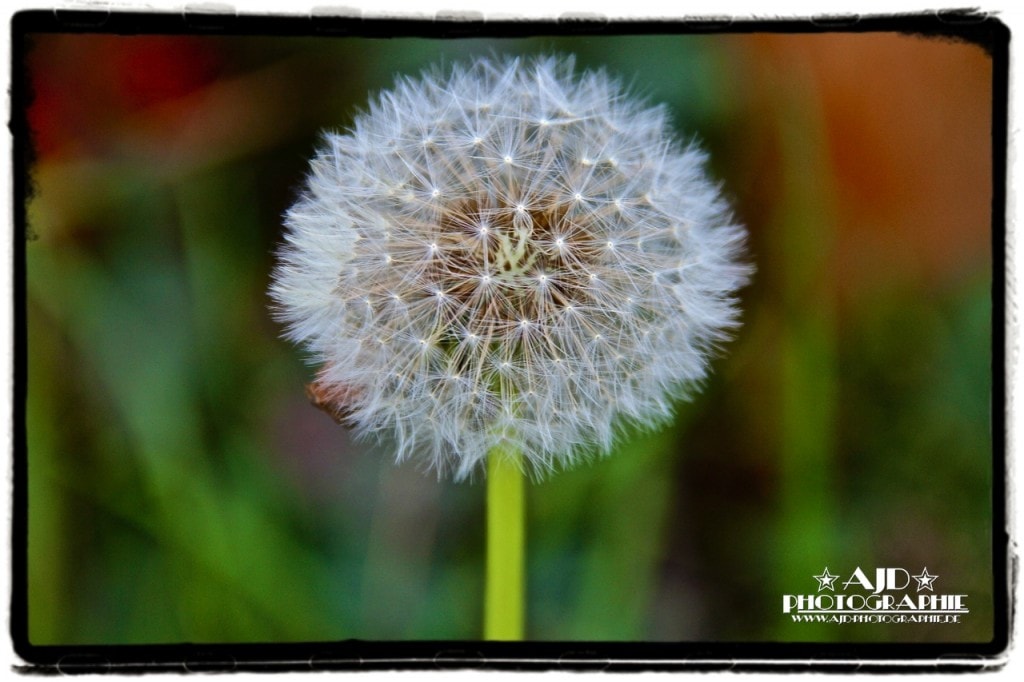 Pusteblume