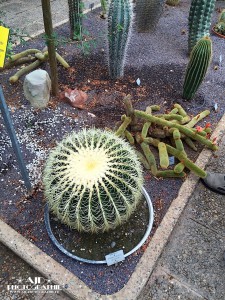 IMG_9722 IMG_9722